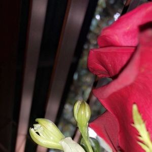 Meet your Posher, Alice